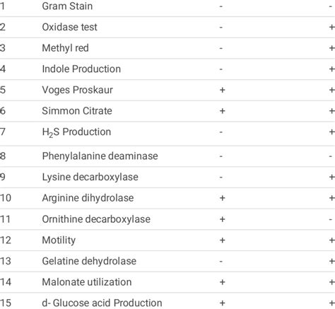 enterobacter aerogenes urease test|Biochemical Test and Identification of Enterobacter .